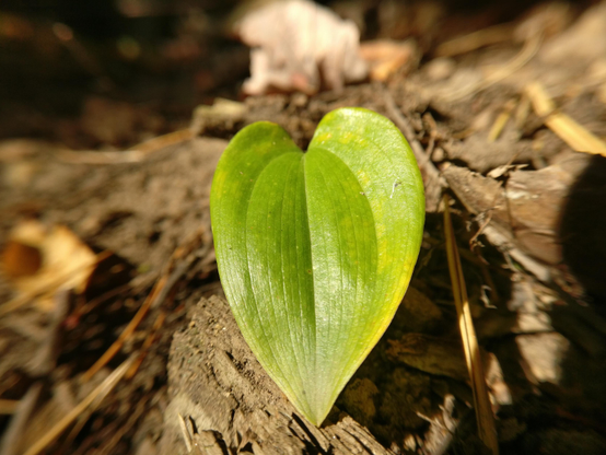 A photo of a small leaf