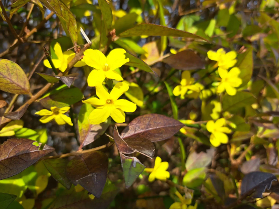 A privet hedge. A yellow blossom among last year’s privet leaves. Winter jasmine. Incredible—a flower blooming in December!