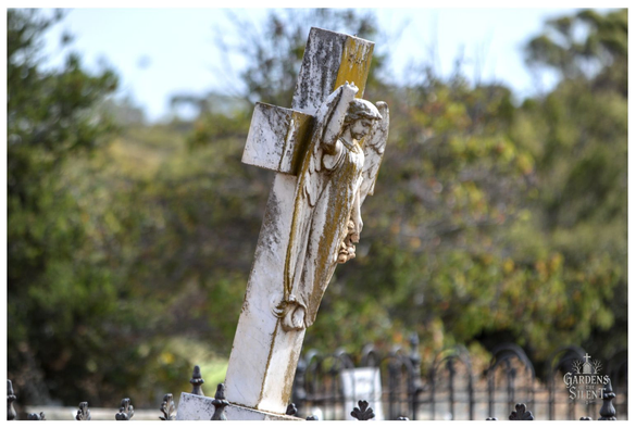 A close up photograph of a weathered, white stone cross in the Mannum Cemetery, tilted to the left. A bas relief sculpture of an angel with flowing hair, wings, and draping robes is carved into the cross.  The cross is covered in pale green moss and is partially enclosed by a dark iron fence in the foreground. The background is softly focused with out of focus trees and green-brown foliage under a bright sky.