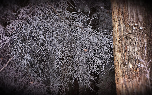 Several dry needle-less spruce branches hang downward from a large tree of White Spruce Picea Glauca. All the fine twigs are still intact and now they are lightly coated with frost crystals, almost giving the appearance of a tree in full growth with white branches/needles. Next to the spruce branches we see part of the trunk of a Balsam Poplar Populus Balsamifera. The bark is a slightly gold tinted grey with deep rough irregular vertical fissures and furrow and a few tiny bits of clinging snow. The background is more blurred branches and trunks, in shadow within the woods. There's a faint violet tint applied and the edges are blurred with a black vignette applied to accentuate the shadows of the season even as snow and frost whiten everything.