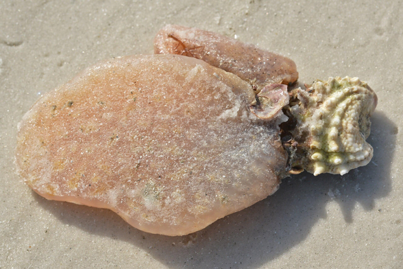 A photo of Atlantic sea pork attached to a spiny jewel box shell on the sand of a beach.