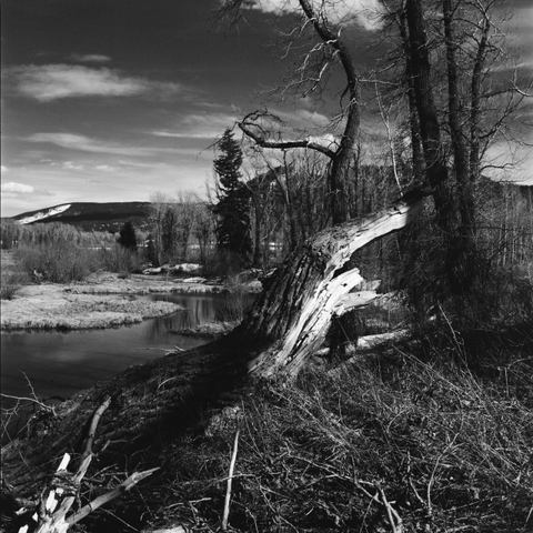 A landscape showing a pond with an adjacent grassy area, surrounded by trees. A prominent fallen tree lies in the foreground, with bare branches extending upwards. In the background, there are hills and a few scattered clouds in the sky.