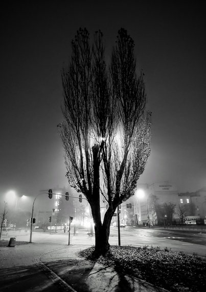 tree silhouetted against streetlights