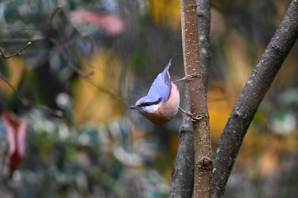 Sittelle torchepot en position caractéristique, tête vers le bas, légèrement relevée, elle se tient sur une branche de noisetier. Elle est joliment colorée de gris-bleu sur le dos et saumon sur la poitrine et présente un bandeau noir sur l’œil. 
Le fond est merveilleusement coloré de jaune, vert et de marron.