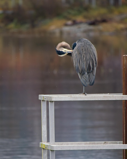 A Great Blue Heron preens atop a railing in the bay. Just out of frame is the warning sign this was erected to hold