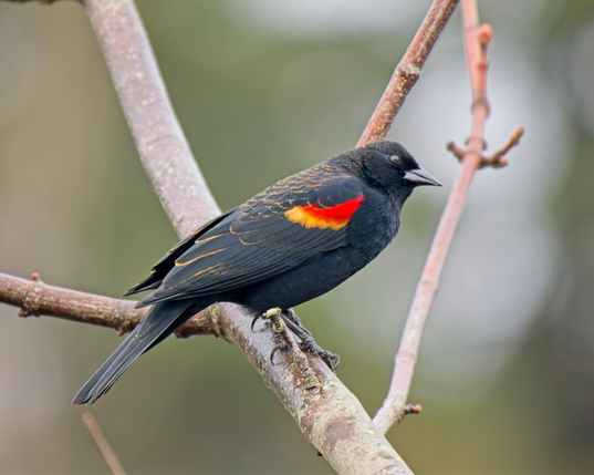 A male Red Wing Blackbird peers at me from a perch in a leafless tree