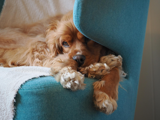 Chuck, the oversized Ruby Cavalier King Charles spaniel, rests in his favourite chair after a walk. It's cold outside but it's always cozy inside when you can rest all of your feet under your chin.