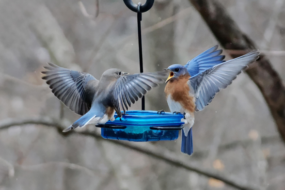 Two bluebirds are perched on opposite side of the feeder, both with wings raised and beaks open. They are in a contest to see who gets rights to the feeder as there can be only one bluebird at a time in the feeder. The male won.