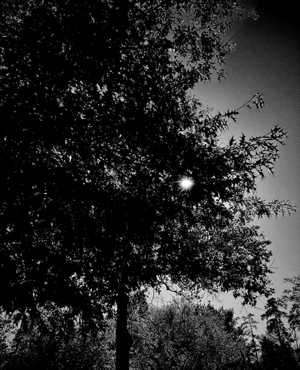 A black and white photo showing a large tree with the sun behind it, the sunlight struggling to get through the branches.