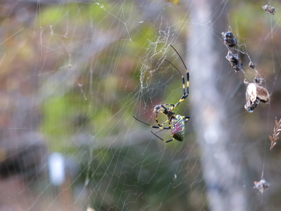 獲物を糸でぐるぐると巻いている最中の女郎蜘蛛