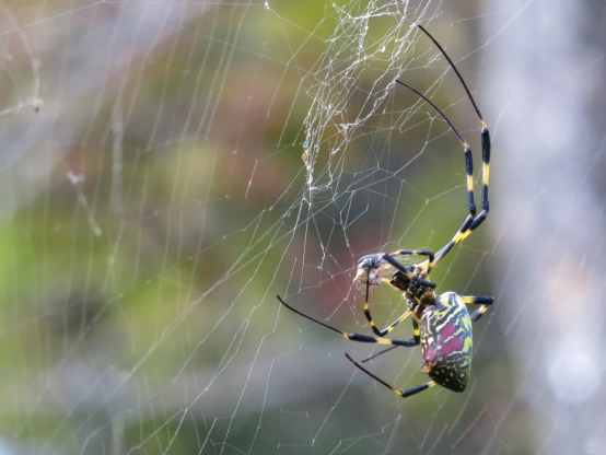 トリミングして拡大したもの