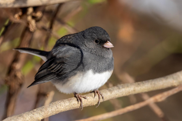 A couple more Dark-eyed junco photos in Ojibway Park on a nice sunny winter's day. 
