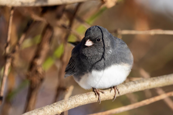 A couple more Dark-eyed junco photos in Ojibway Park on a nice sunny winter's day.