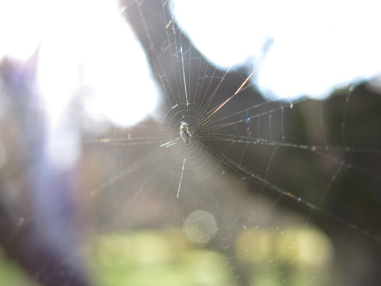 朝日に照らされるギンメッキゴミグモ