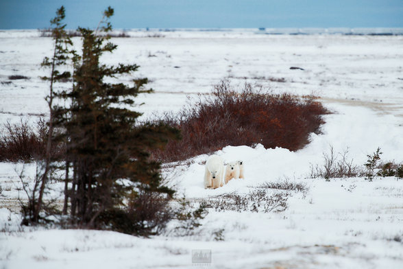 A mom and two cubs walking down a road in Canada