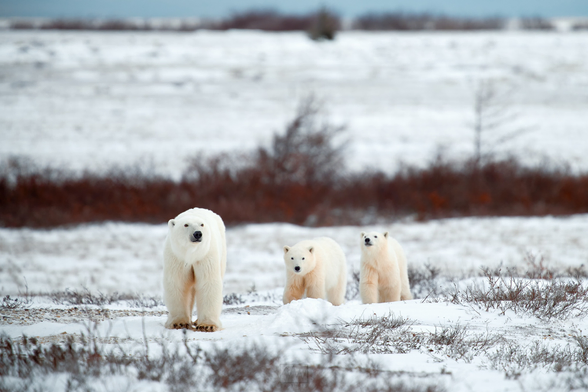 A mom and two cubs walking down a road in Canada