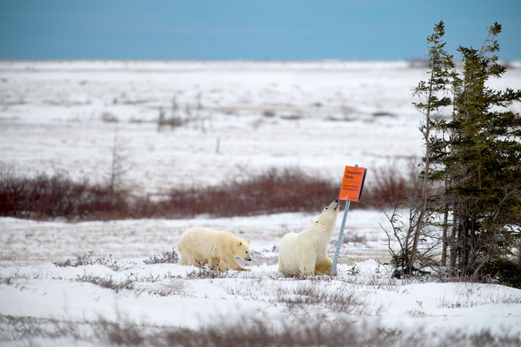 Two polar bear cubs messing with a sign in Canada