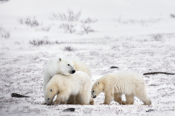 A polar bear mom snuggling her two cubs