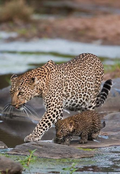 A leopard and her cub.