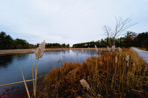 A small pond reflects the sky and forest on the far side with a row of cattails and a small tree in the foreground including a little bit of a railroad grade on the far right