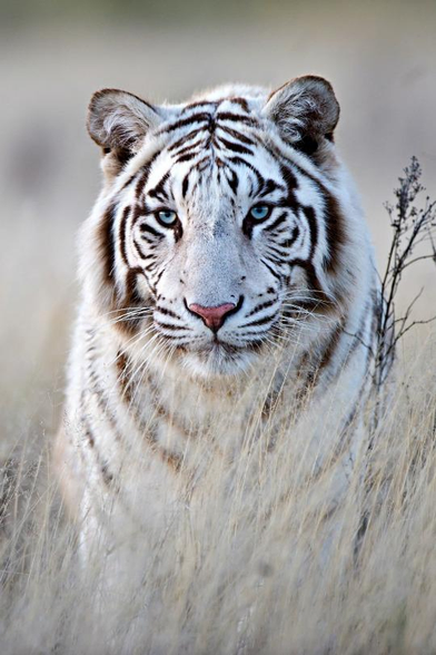 A white tiger close-up.