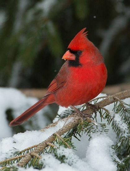 A Red Cardinal in the snow.