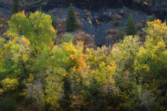 Dense hillside grove of trees in early autumn, with leaves in mixed greens, yellows, and oranges; scattered evergreens rise above, backed by dark, rocky slopes with patches of rust-colored shrubs.
