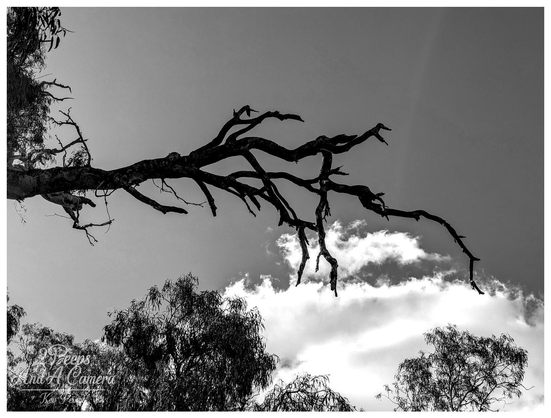 A dramatic black and white photograph of a large, gnarled tree branch silhouetted against a bright, cloudy sky.

The branch extends diagonally across the top of the frame, its smaller, dead limbs hanging down. Below, the tops of several other native trees are visible in shadow.
