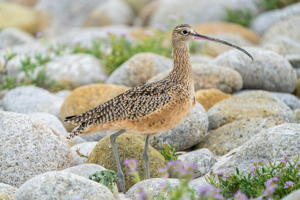 This is North America's largest shorebird. It is a large, sandy-brown bird with long legs. Its defining feature is its exceptionally long, downward-curved bill, which it uses like a specialized probe to forage for insects in grasslands and marine worms in coastal mudflats.