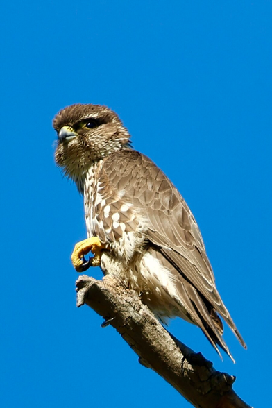 a tiny predator atop a tree lifts one talon and stares toward the camera
