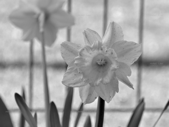 Flower, closeup, black and white, photo