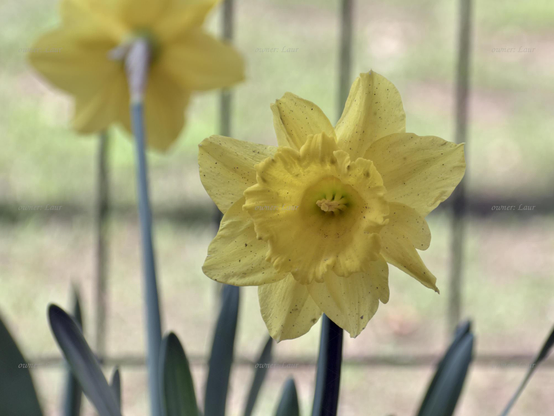 Flower, closeup, color, photo