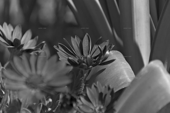 Flowers, closeup, black and white, photo