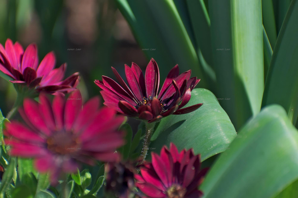 Flowers, closeup, color, photo