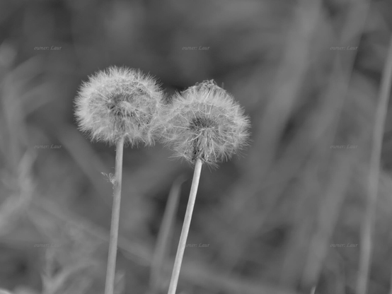 Dandelions, closeup, black and white, photo