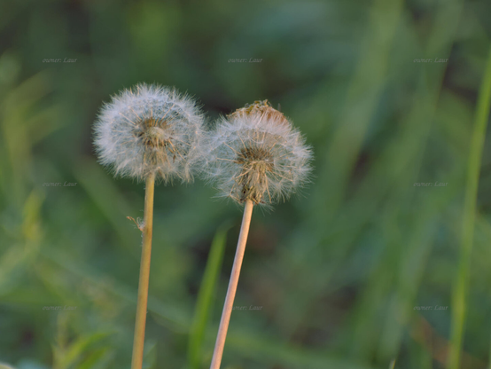 Dandelions, closeup, color, photo