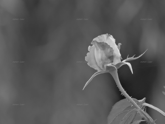 Rose, closeup, black and white, photo