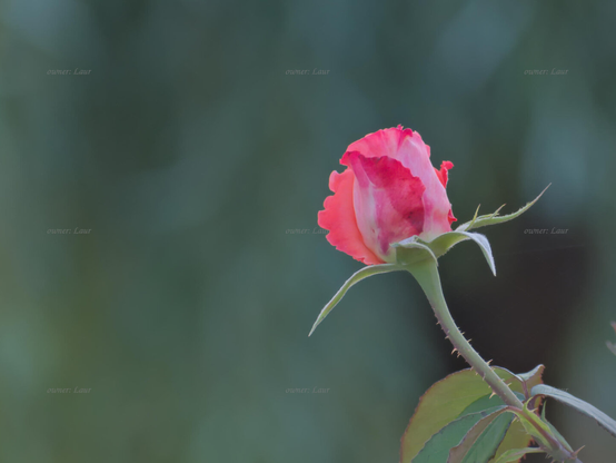 Rose, closeup, color, photo
