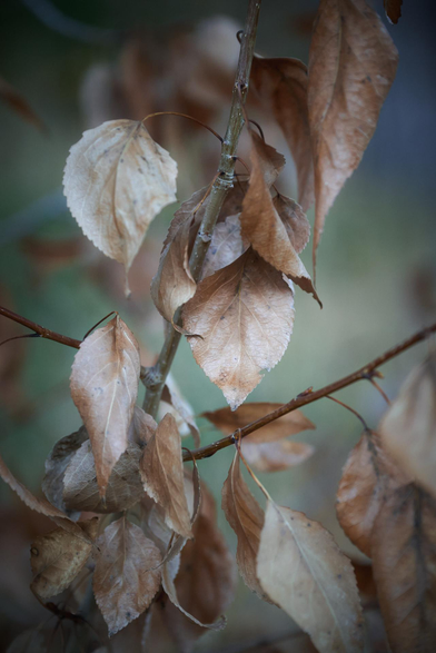 Cluster of curled, pale-brown dried leaves clinging to thin branches, with soft green-gray background bokeh.
