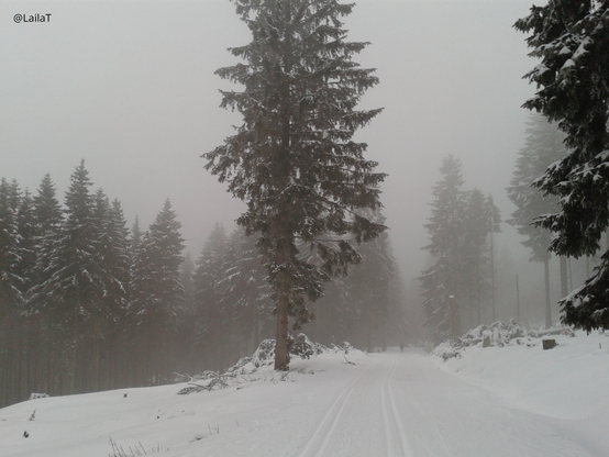Loipen im tiefen Schnee auf einem Waldweg, der auf einer Lichtung beginnt und dann wieder in den Wald hineinführt. Die Nadelbäume ringsum sind von Schnee bedeckt und es ist neblig, sodass sich der Weg im Nebel verliert.