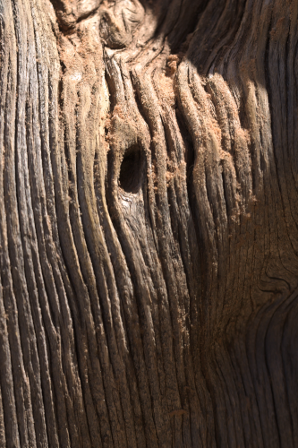Hole in weathered wood with sunlit from side emphasizing wood's grain.