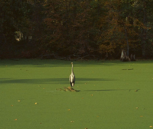 Herbst 2025 an der Burg Vischering im Münsterland.