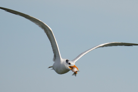 A Royal Tern flies toward the view with a fish in its beak on a sunny day.