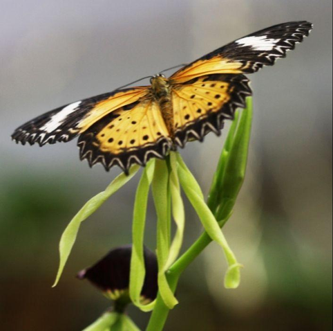 ein tropischer Schmetterling, weil in einem Schmetterlingshaus mit üppig hohen Temperaturen aufgenommen ;-)
Die Flügel sind ganz weit, also parallel, geöffnet. Der Schmetterling sitzt auf einer kleinen grünen Orchideenblüte, deren fünf lange, dünne, hellgrüne Blütenblätter ein wenig in sich gedreht nach unten hängen. Rechts unter dem Schmetterling ist eine grüne spitze Knospe. Die Flügel des Schmetterlings sind gelborange. Sie haben einen wunderschön gezackten Rand, der schwarz ist und bei dem die Spitzen zusätzlich durch dünne orangefarbene Linien hervorgehoben werden. So wirken die Ränder sehr plastisch. Bei den oberen beiden Flügeln ist jeweils ein weißer Streifen zwischen zwei schwarzen Streifen zu den Spitzen hin. Dort sind die Linien am gezackten Rand weiß. Der Körper des Schmetterlings ist karamellfarben.