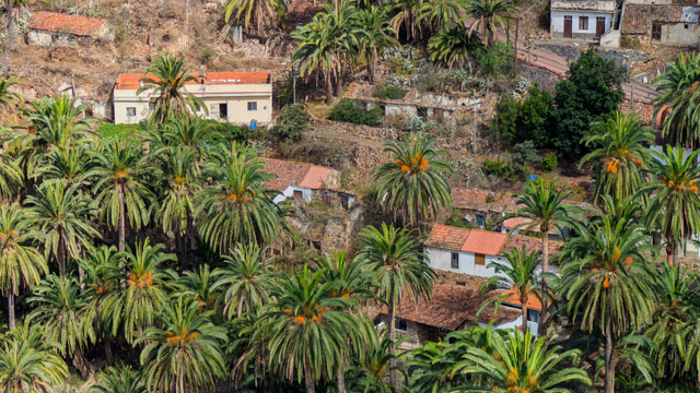 Coltivazione di palme con case contadine sparse e terrazzamenti.