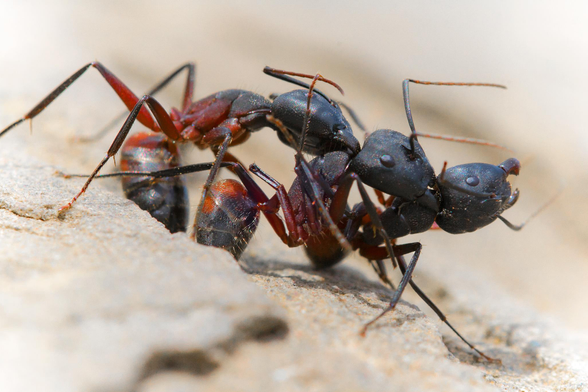 Fotografía de tres hormigas de la especie Camponotus cruentatus luchando.