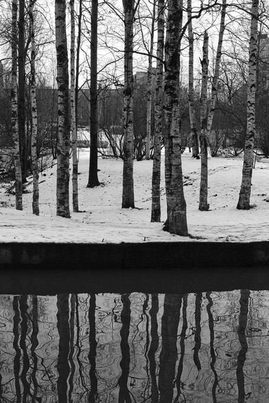 The photo shows a winter landscape with a birch grove reflected in the water. Snow covers the ground, creating a contrast with the black trunks of the trees. The water is calm, and the clear reflections of the trees are visible in it.