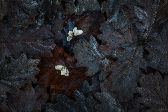 Ein Stück Waldboden mit viel Laub von Buche und Eiche. Das Laub ist nass, die Farbstimmung eher kühl. Insgesamt ist das Foto dunkel gehalten. Zwei Frostspanner liegen am Boden.