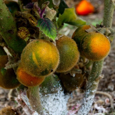 Nahaufnahme mehrerer 3,5 bis 7 Zentimeter großer, vielsamiger, grüner und orangefarbener Beeren, die dicht mit gelb-bräunlichen und borstigen, stechenden und sternförmigen, aufsitzenden Trichomen besetzt sind.
Lulos sind aufrecht wachsende oder unregelmäßig verzweigte, krautige bis verholzende, ausdauernde Sträucher, die eine Höhe von 1 bis 3 Metern erreichen können. Die Sprossachse ist dicht wollig behaart.
Die einfachen, wechselständigen und weichen Laubblätter sind etwa so lang wie breit. Die Länge kann zwischen 13 und 50 Zentimetern und die Breite zwischen 11 und 40 Zentimetern variieren. Die Blattspreite ist elliptisch bis eiförmig, relativ dünn und filzig behaart.