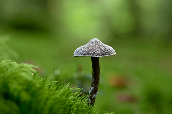 Close-up photograph of a single small mushroom rising from a bed of bright green moss. The mushroom has a tall, thin, slightly curved brown stem with a few pale patches near the base, and a wide, shallow cap shaped like a tiny parasol. The cap surface looks distinctly furry, covered in dense, short, whitish hairs that give it a soft, plush texture, with the edge forming a gentle, even rim. The background is a smooth blur of green and warm earthy tones, making the furry-capped mushroom the clear focal point.